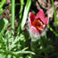 Anemone pulsatilla Burgundy